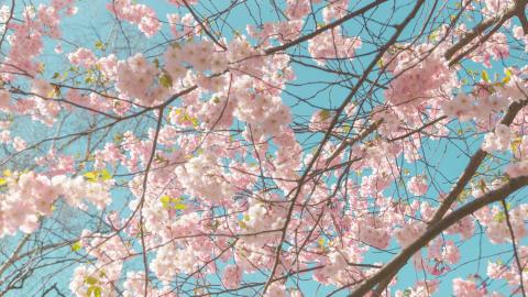 25 aprile